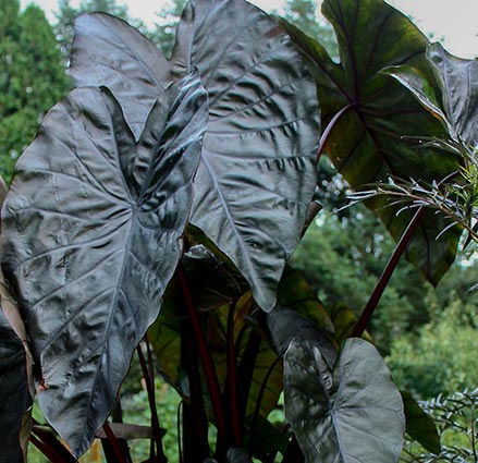 Black Elephant Ears