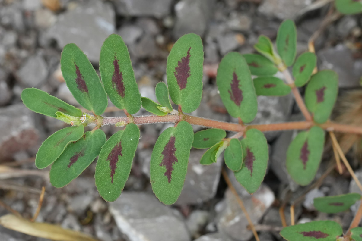 Spotted spurge weed has maroon spots