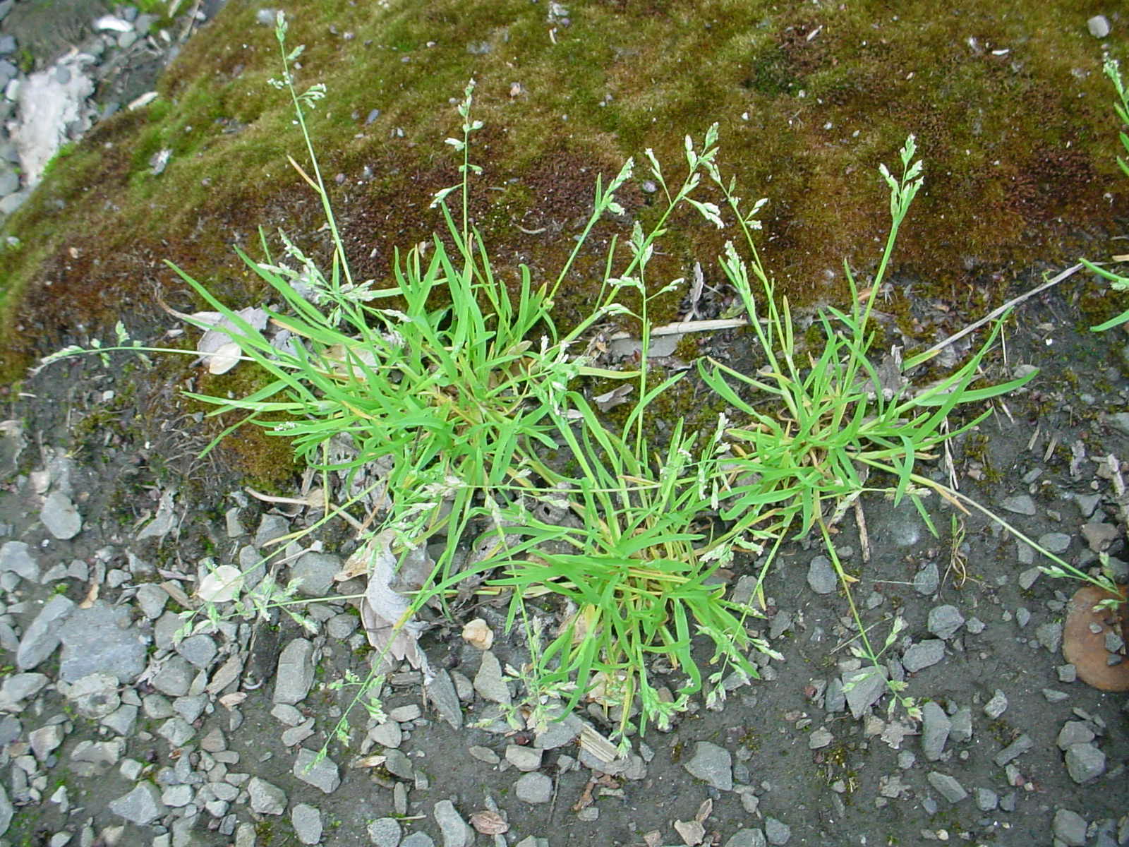 Annual bluegrass (Poa annua) | XID Services