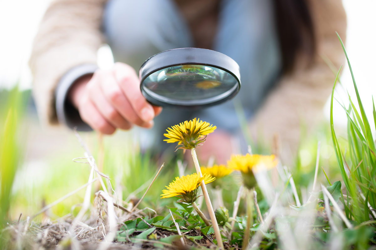 Dandelion Magnifying Glass