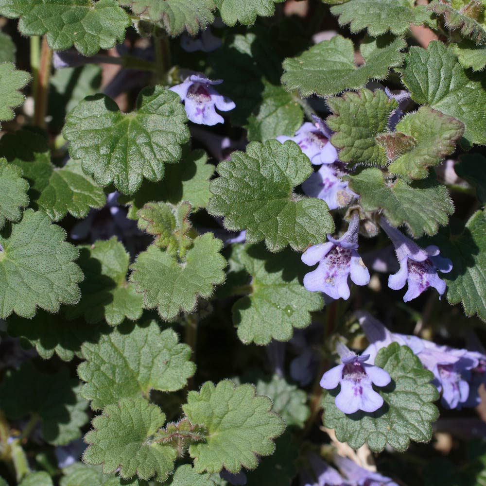 Creeping charlie (Glechoma hederacea)