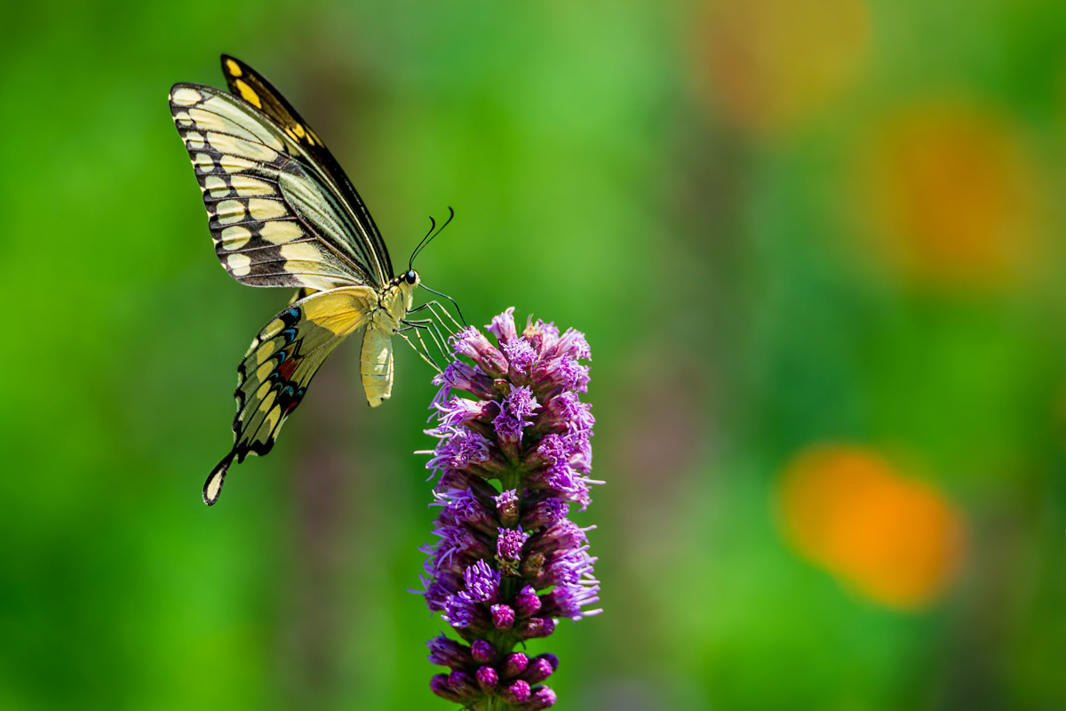 Swallowtail on Blazing Star