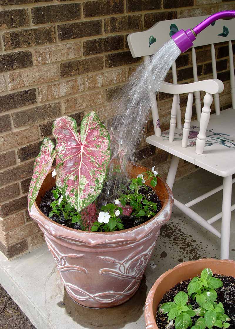 New research suggests that flower pots and hanging baskets may not need as much water as we think. No longer is the goal of watering to see the water seep from the pot as it does in the above photo. George Weigel