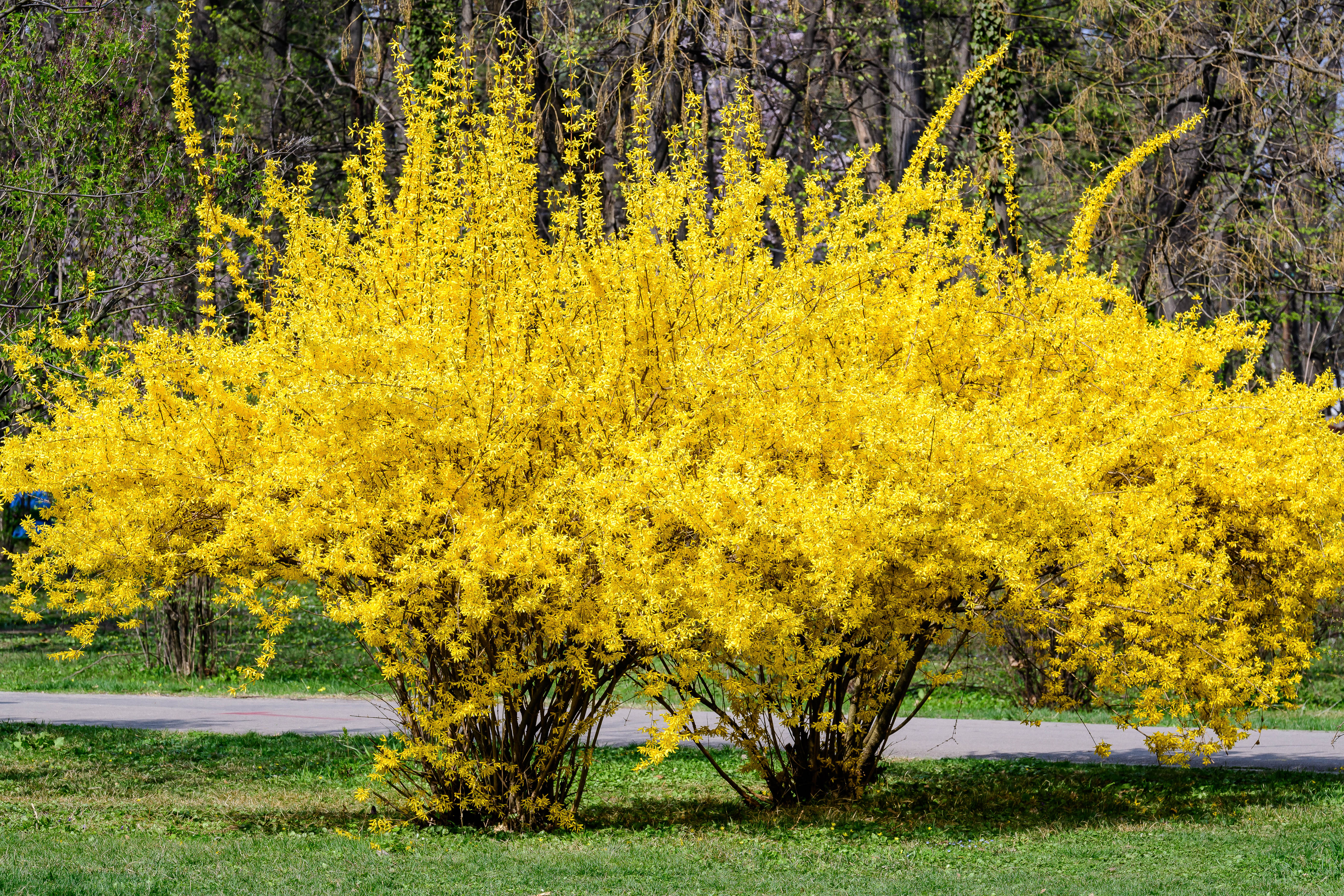 Forsythia in bloom