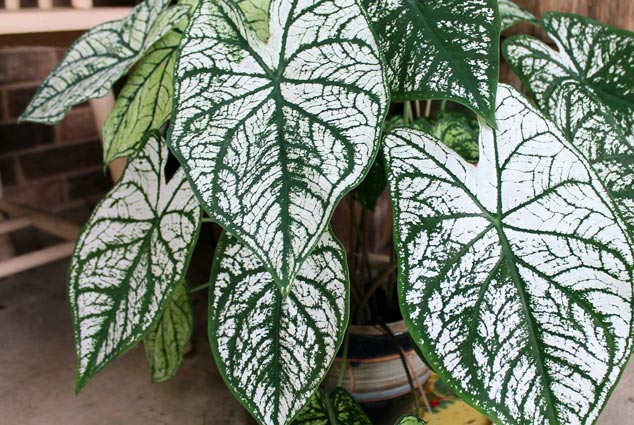 Caladium