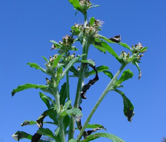 purple cudweed