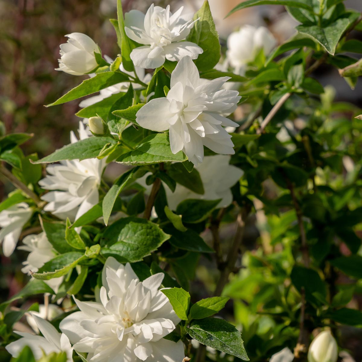 Mock orange philadelphus Pearls of Perfume™