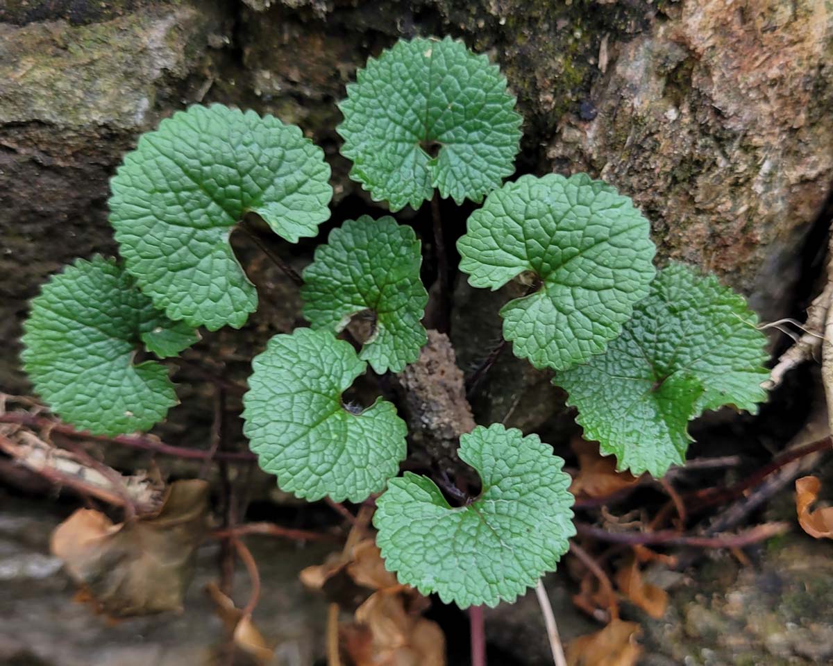 First year garlic mustard rosette.