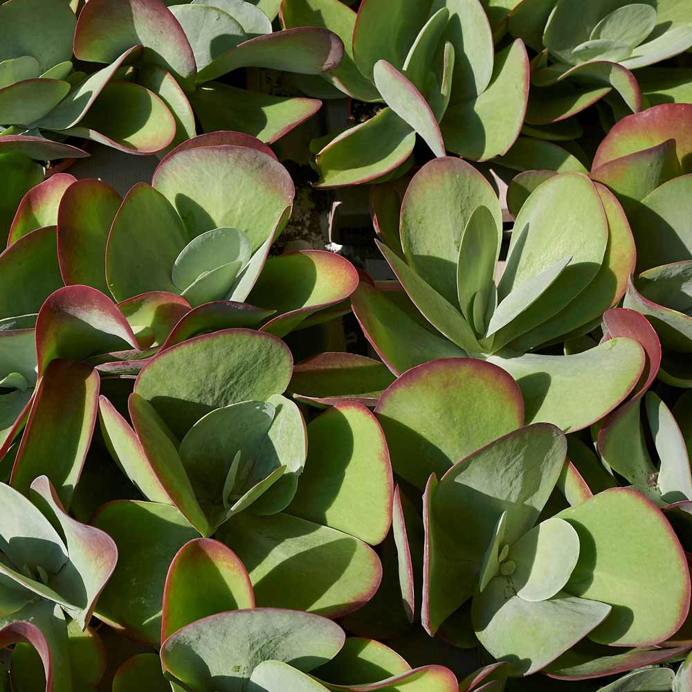 Flapjack paddle plant