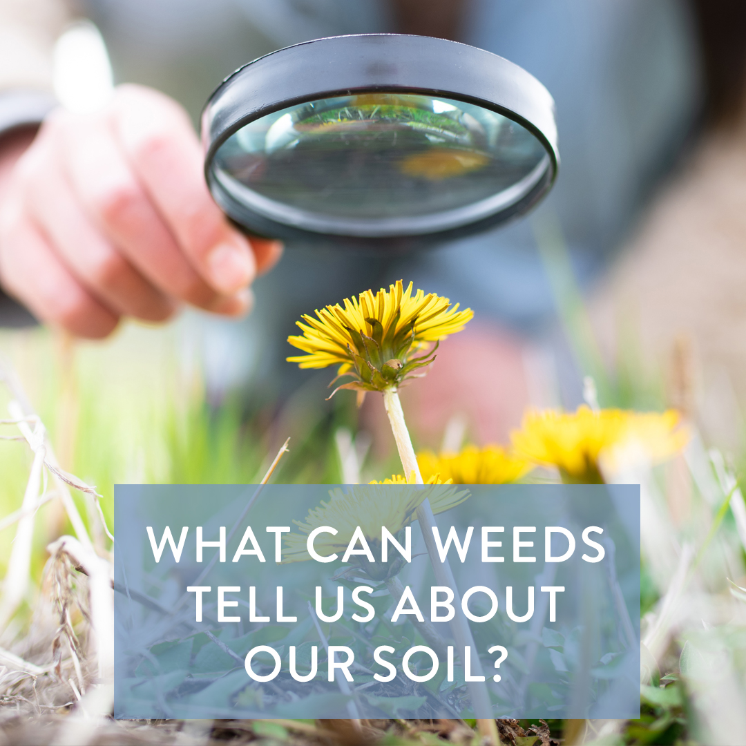 What Can Weeds Tell Us About Our Soil?