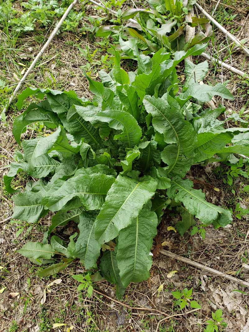 Curly dock (Rumex crispus)