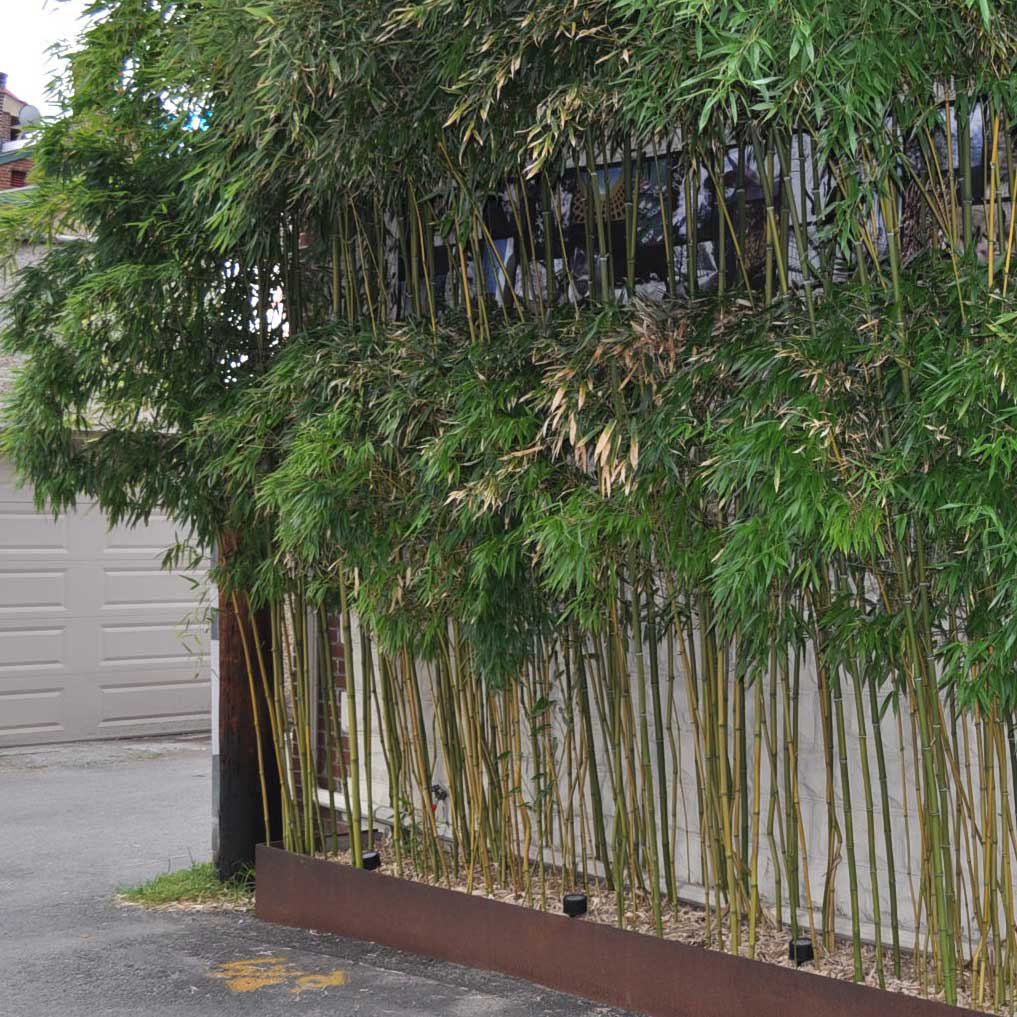 Contained bamboo