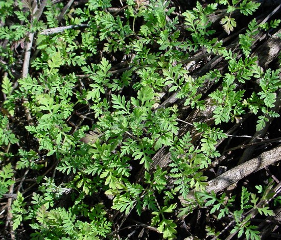ragweed seedlings