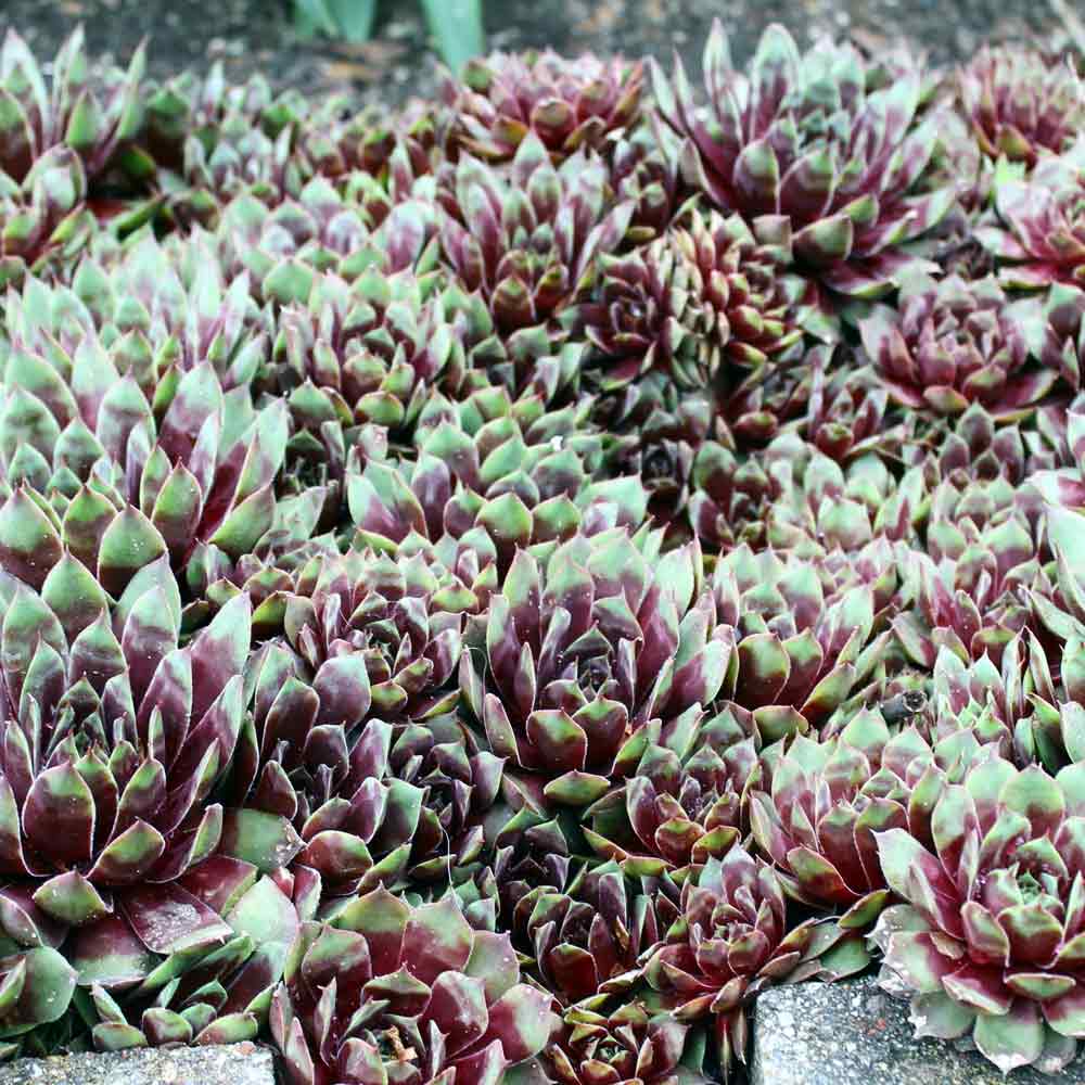 Hens and chicks