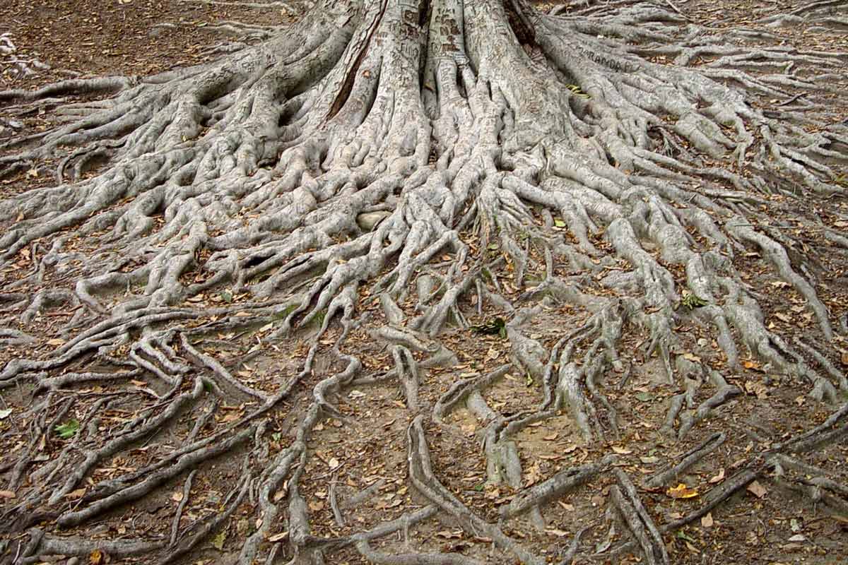 Exposed tree roots