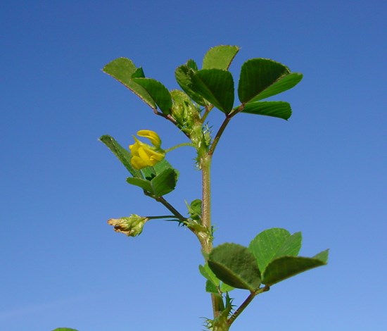 california burclover