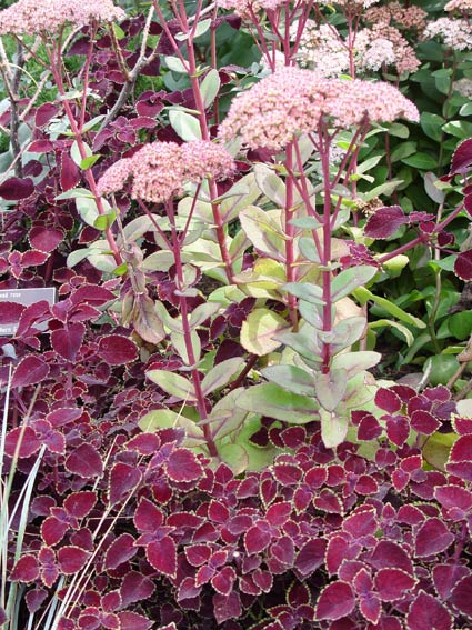 Coleus Leaves