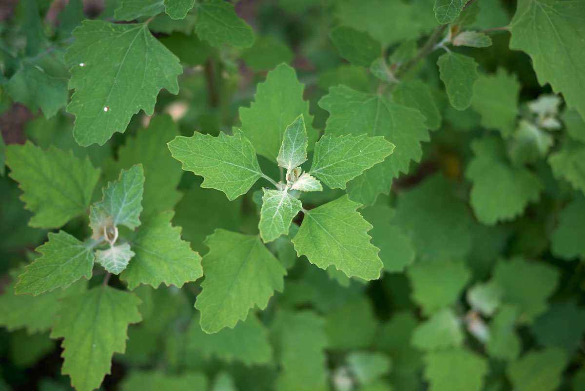 Lambsquarters (Chenopodium album)