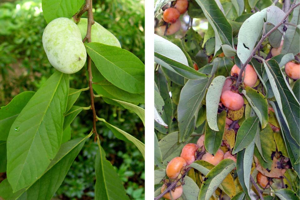 Pawpaws & American Persimmons