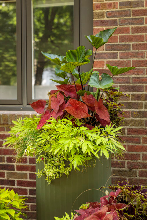 This container features Coffee Cups Elephant's Ear Colocasia esculenta. Image courtesy Proven Winners®
