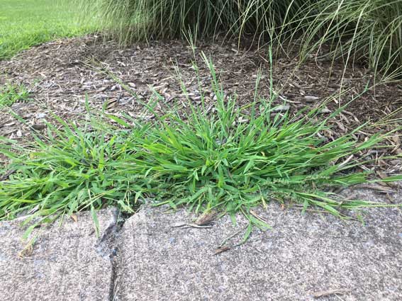 Crabgrass colonizing in open spaces