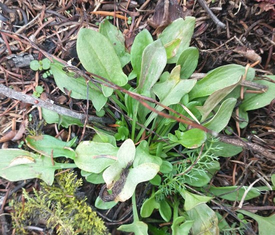 Red sorrel rosette