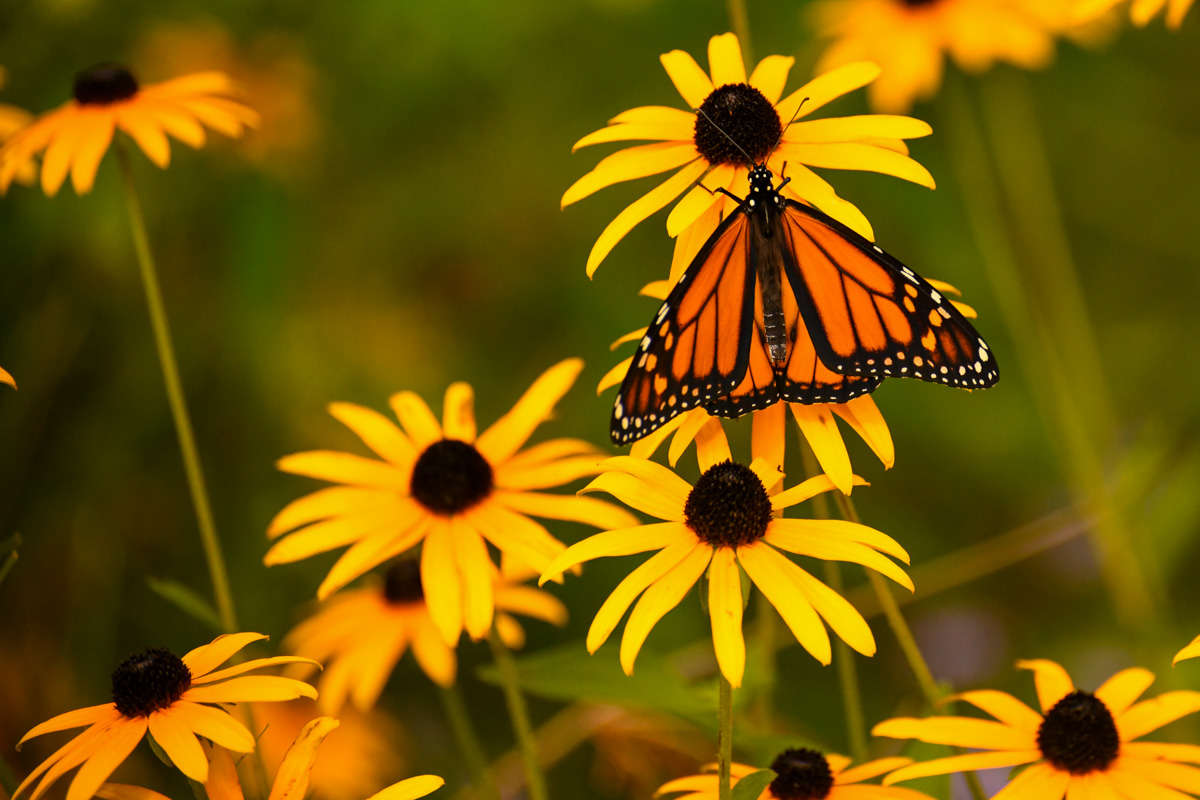 Monarch on Black-eyed Susan