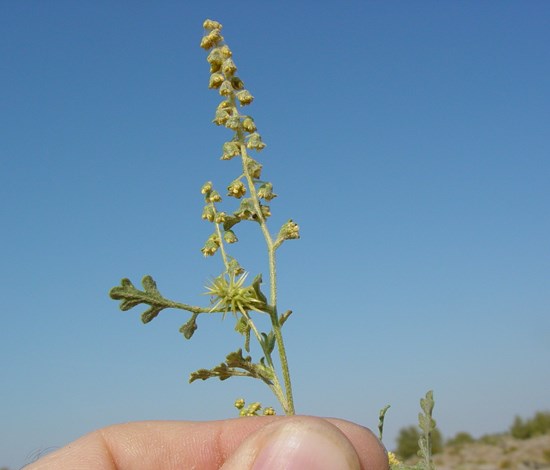 Annual bursage Ambrosia Acanthicarpa