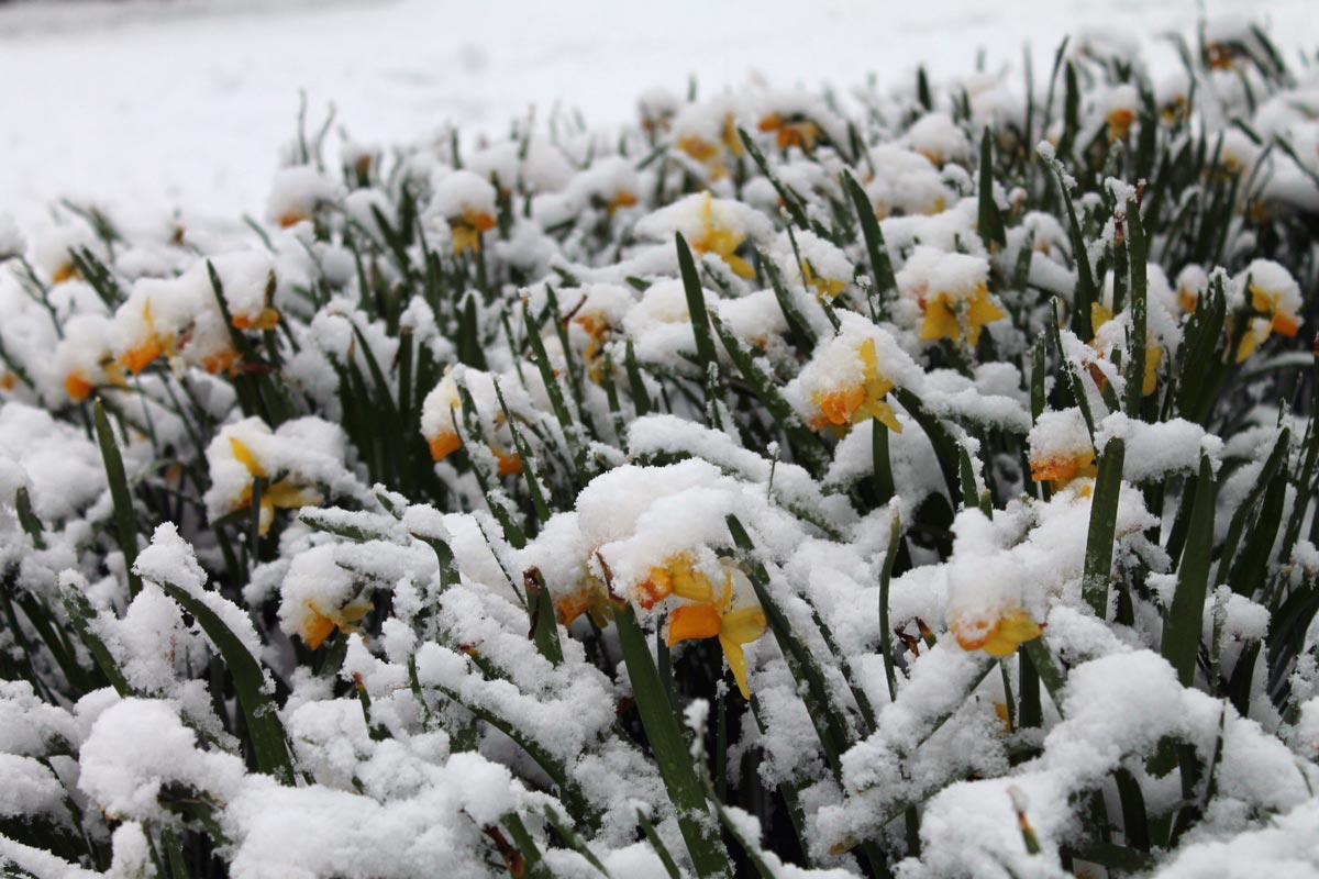 Daffodils in snow