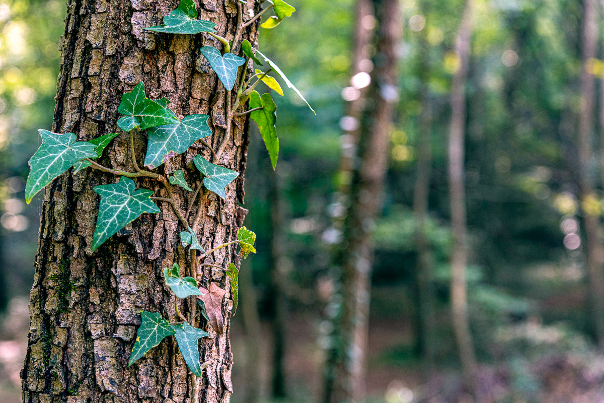 Ivy on tree.