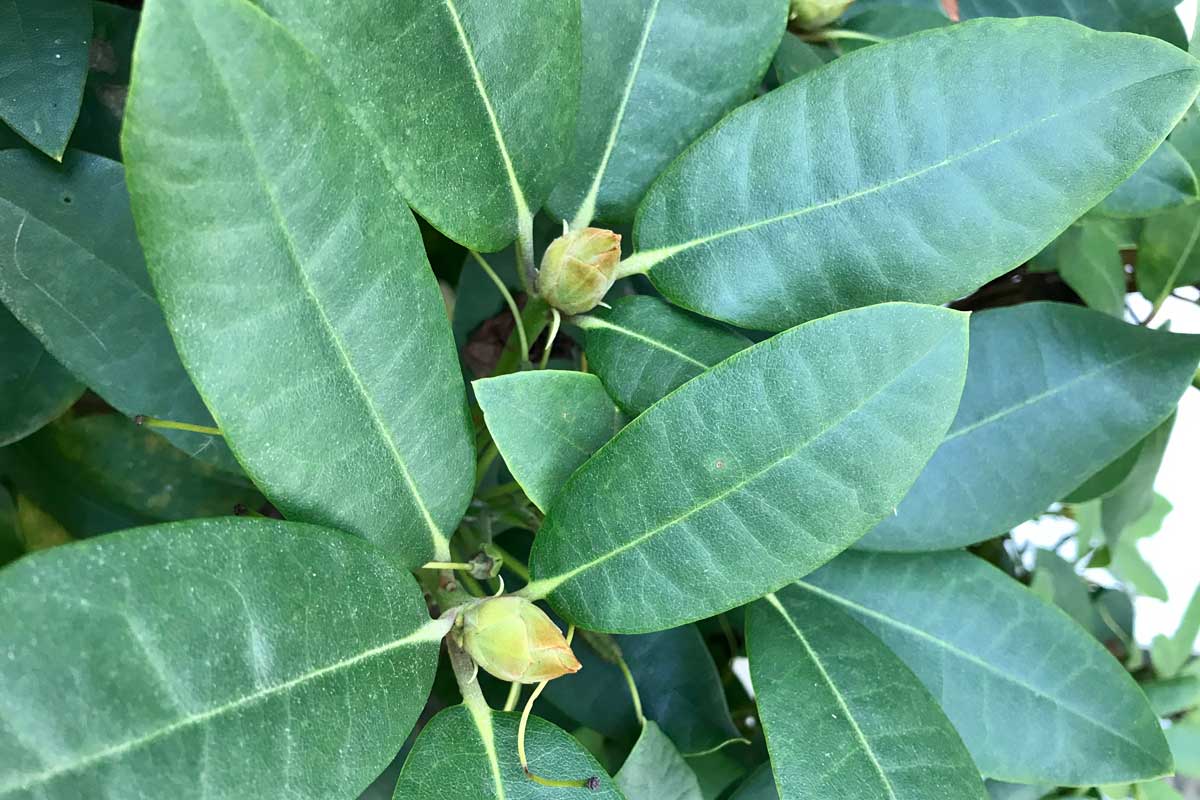 Within a month or so of blooming, Rhododendrons will put on new buds like the ones shown here, that will flower the following spring (depending on where you live). So, pruning in fall would eliminate these spring blooms.