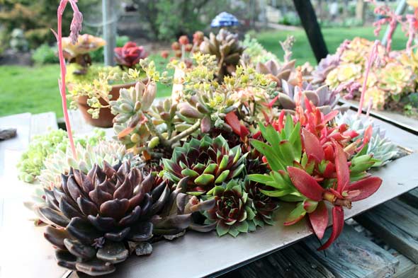 Succulents in pots