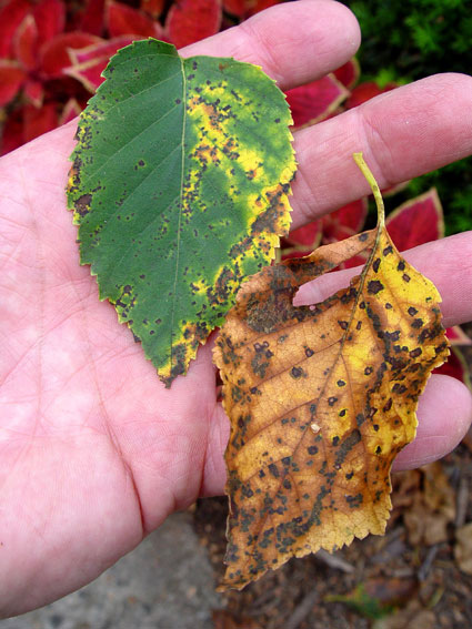 Diseased leaves
