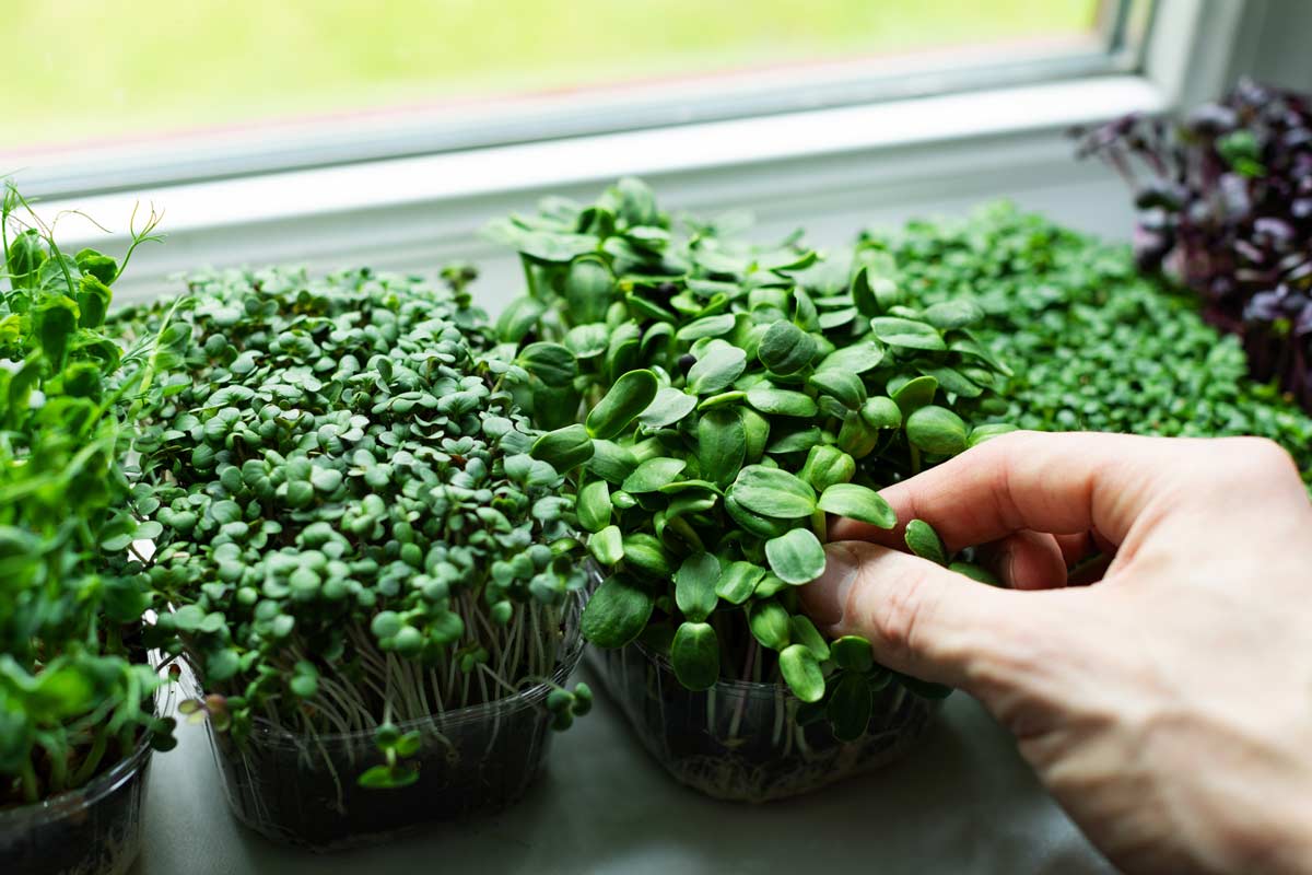 Microgreens