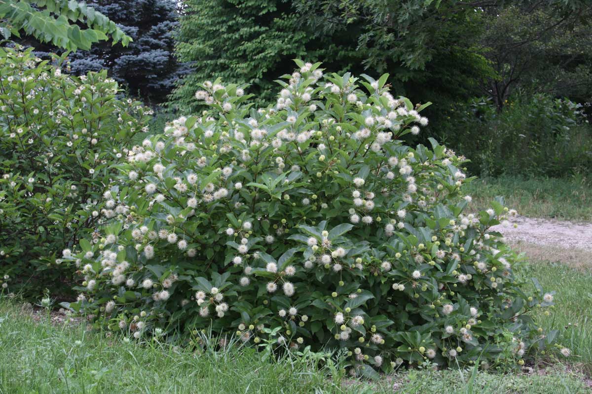 Buttonbush Cephalanthus occ. Magical® 'Moonlight'