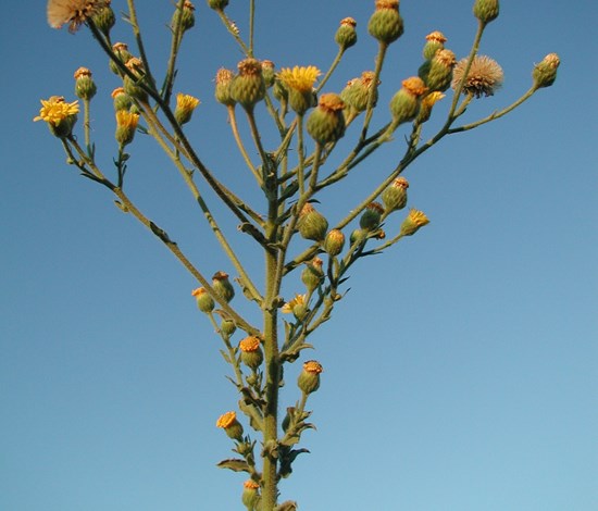 telegraphplant