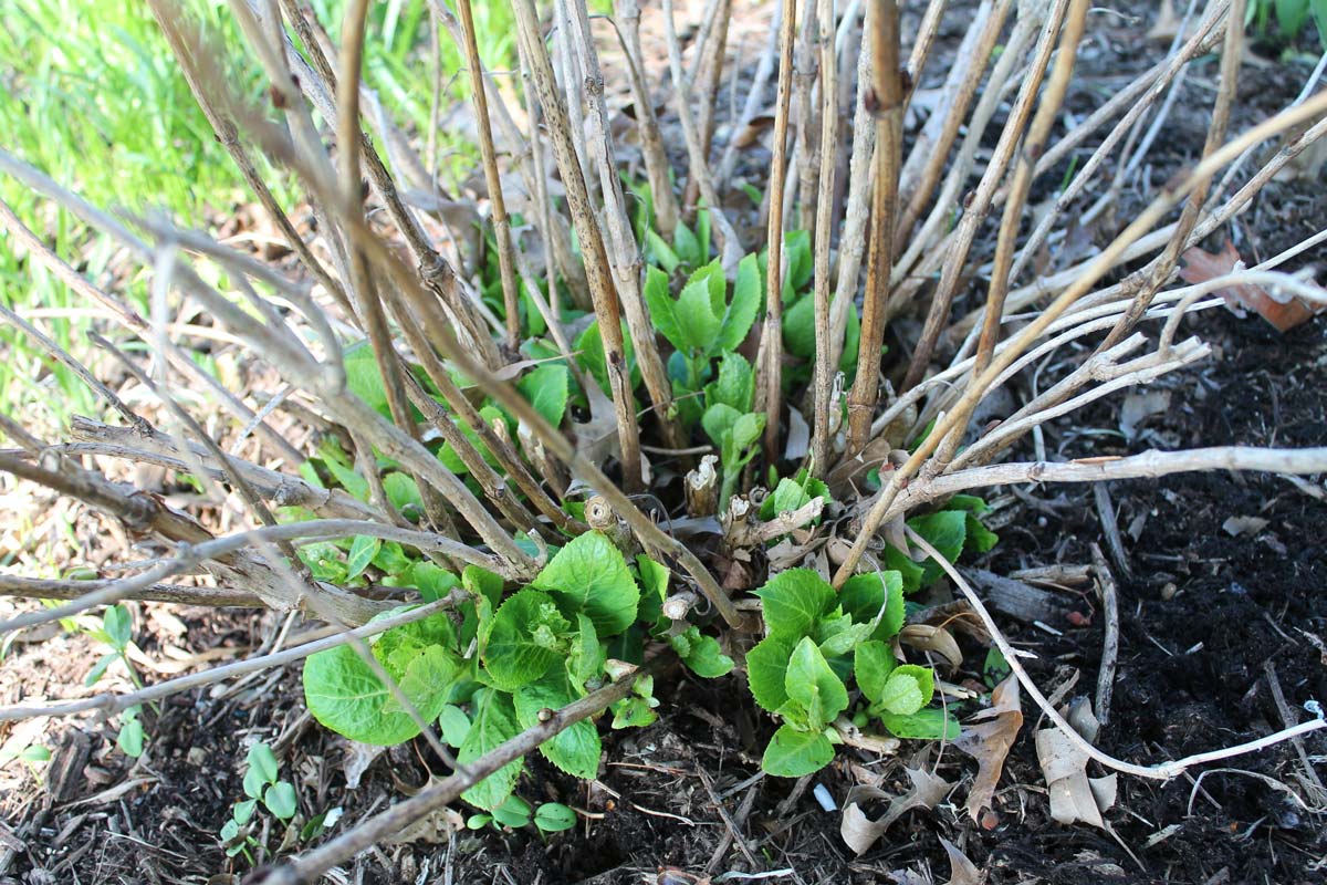 Hydrangea with basal growth