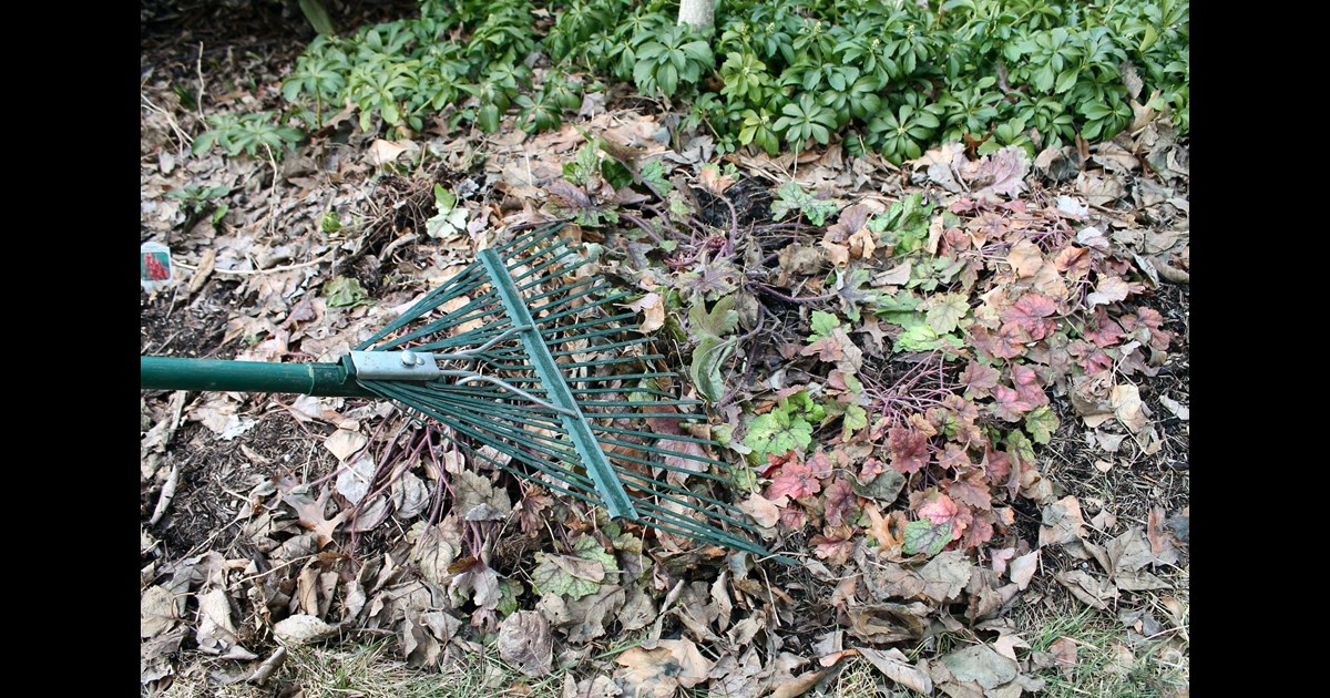 The Secret to Rain-Resistant Plants: Preen Before Rain Smart Gardening