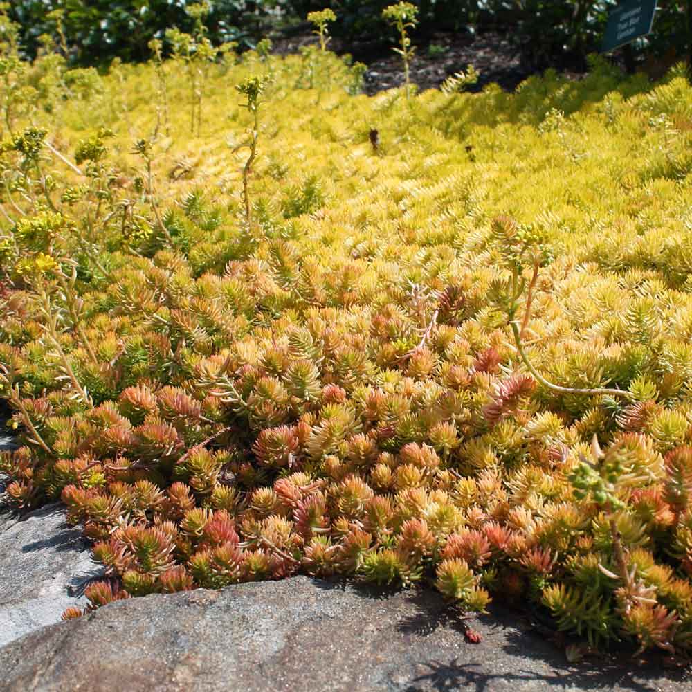 Creeping sedum 'Angelina'