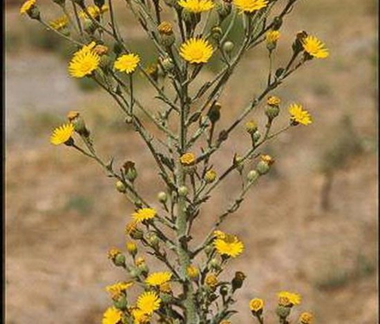 telegraphplant