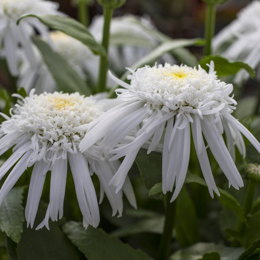 Leucanthemum Carpet Angel®. Photo courtesy All-American Selections.