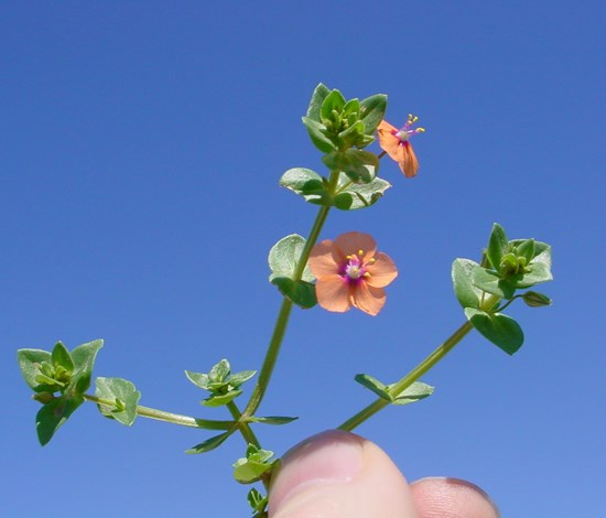 scarlet pimpernel