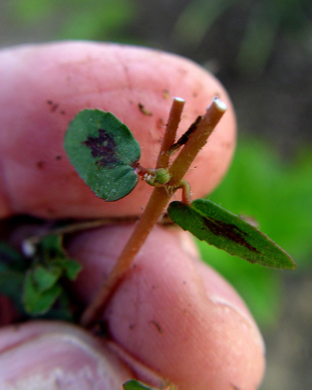 Spotted spurge broken stem with milky sap