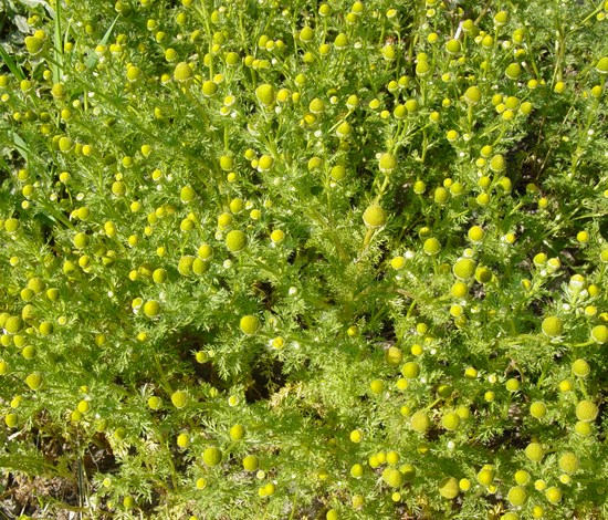 pineappleweed