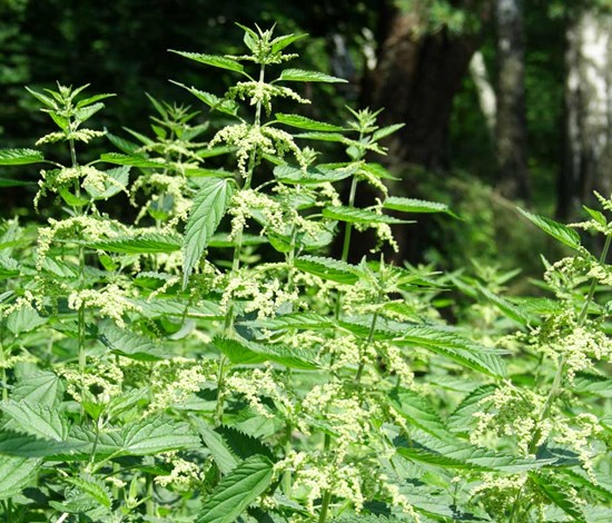 stinging nettle