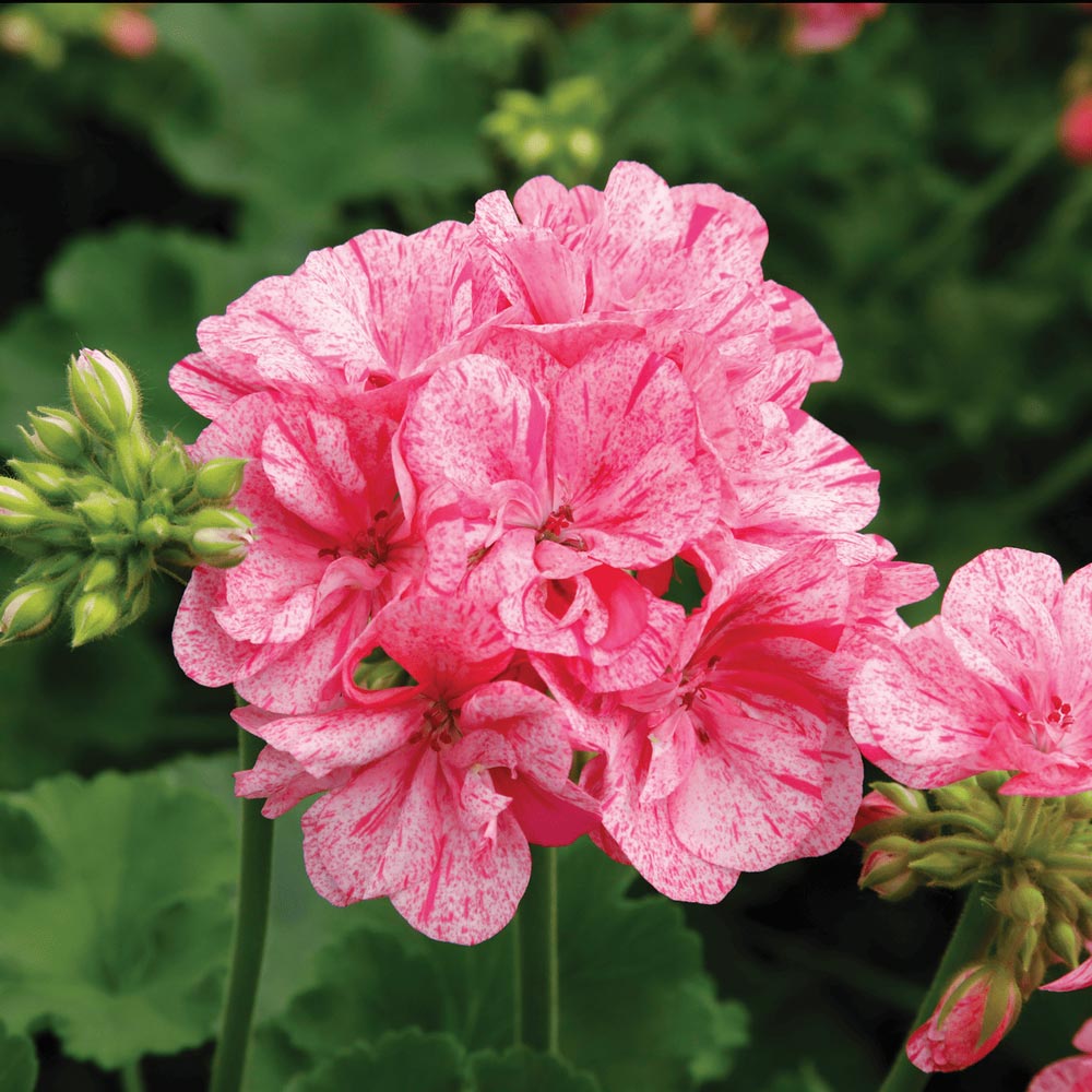 Geranium Big EEZE Pink Batik