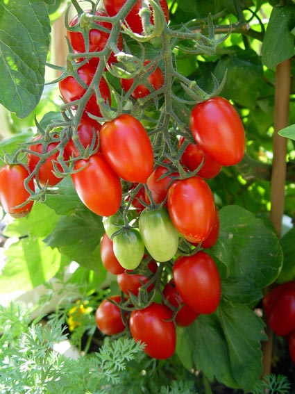 Tomatoes