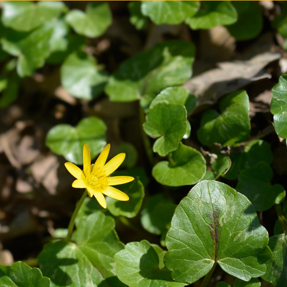 Lesser celandine (Ranunculus ficaria)