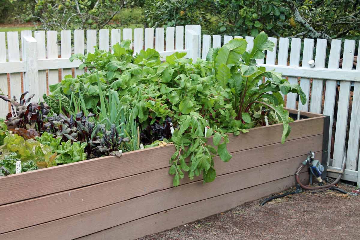 Vegetables Planted Close Together