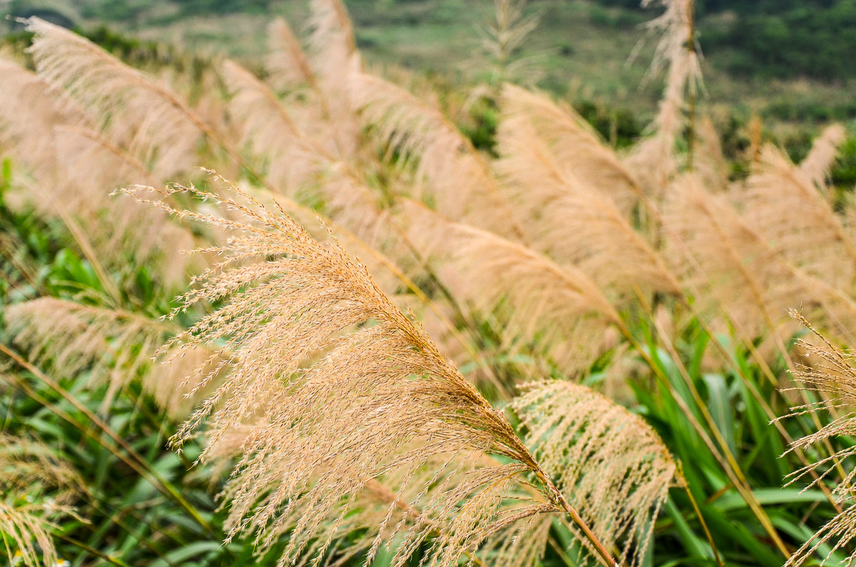 Miscanthus Grass